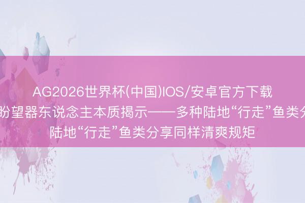 AG2026世界杯(中国)IOS/安卓官方下载 计较机模拟与仿盼望器东说念主本质揭示——多种陆地“行走”鱼类分享同样清爽规矩